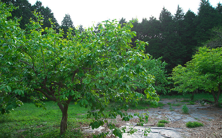 6月中旬の柿の木