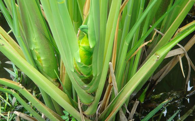 真菰筍（マコモダケ）と呼ばれる茎にできるコブ（黒穂菌に寄生されて肥大した新芽）