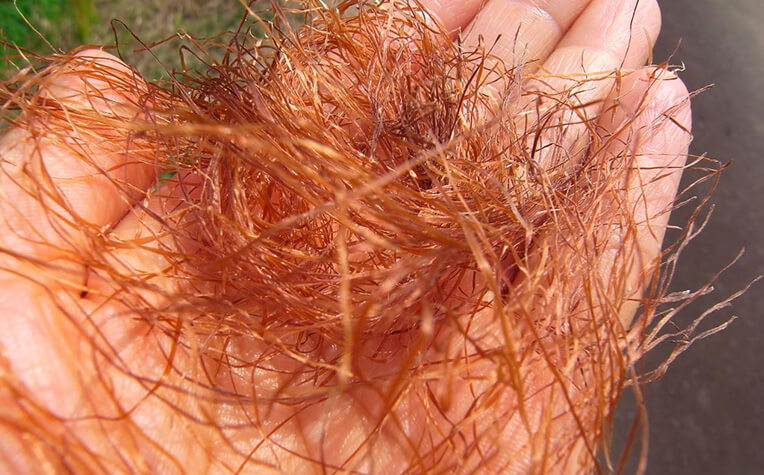 ひげは糸絹と呼ばれる長く伸びた雌しべ