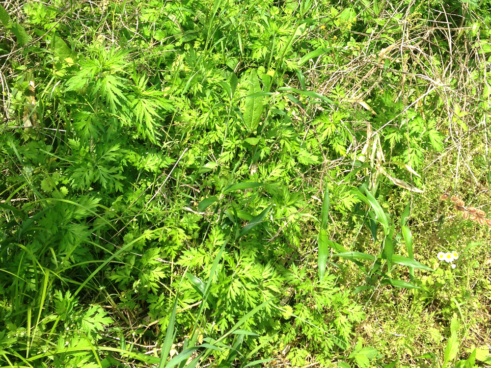他の植物と混在