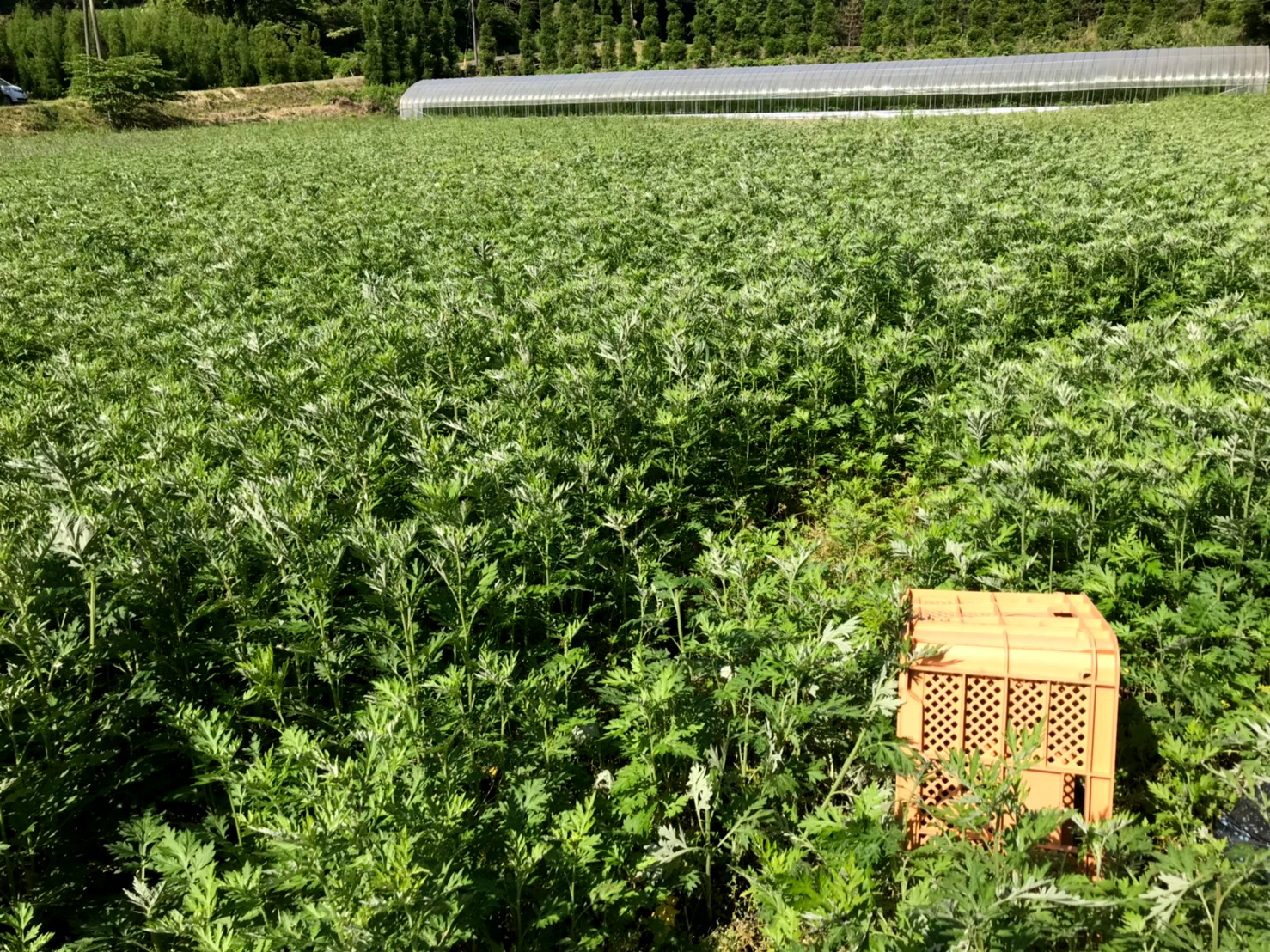 阿蘇市波野 阿蘇薬草園の新圃場